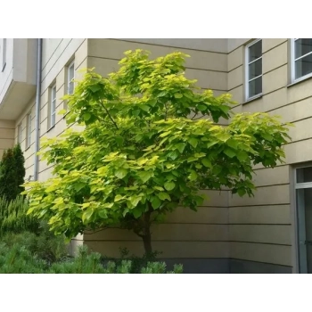 CATALPA KATALPA Surmia odporna mróz - sadzonki 60 / 80 cm